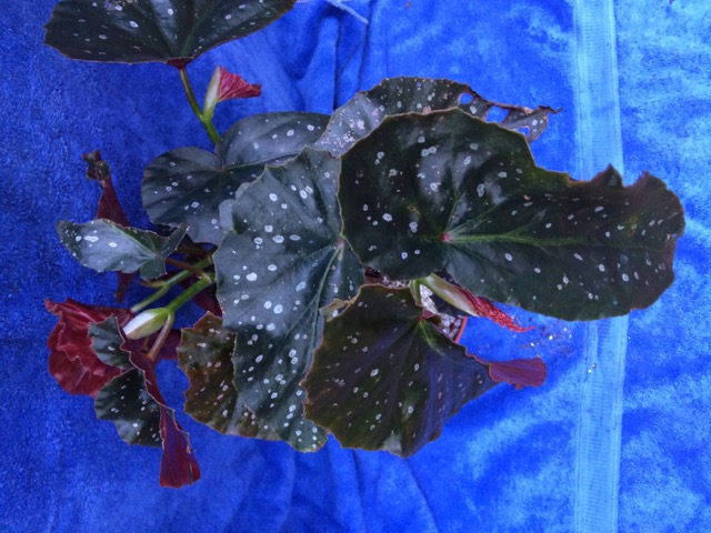 B. ‘Raspberries for Ronnie’